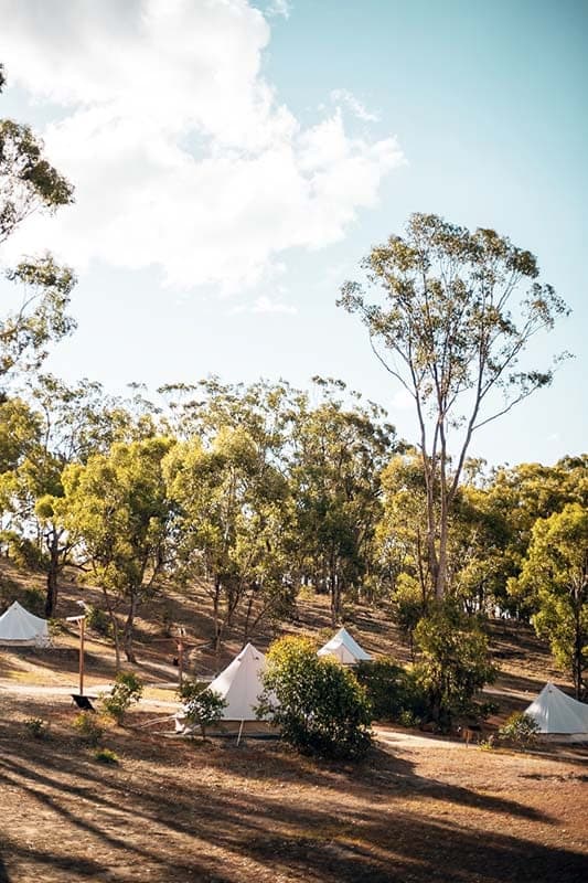 A bell tent among the gum trees in the last of the afternoon light