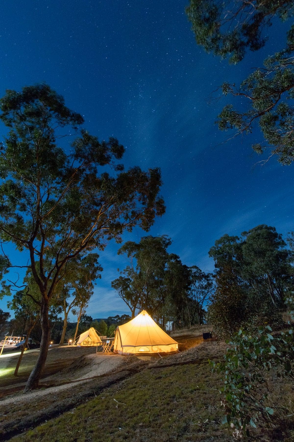 The night sky through the gum trees