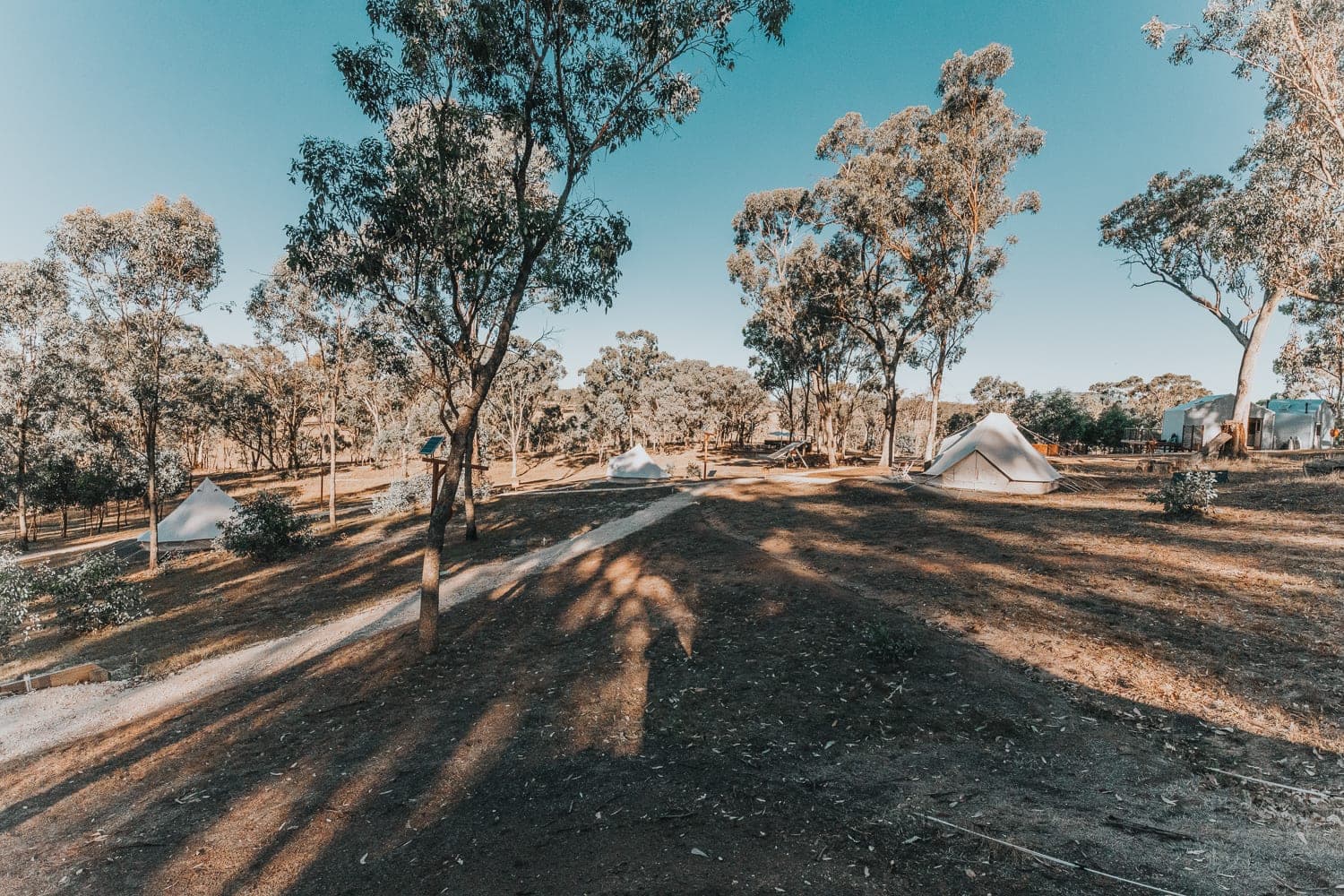 The campground through the gum trees, tents spaced out between them