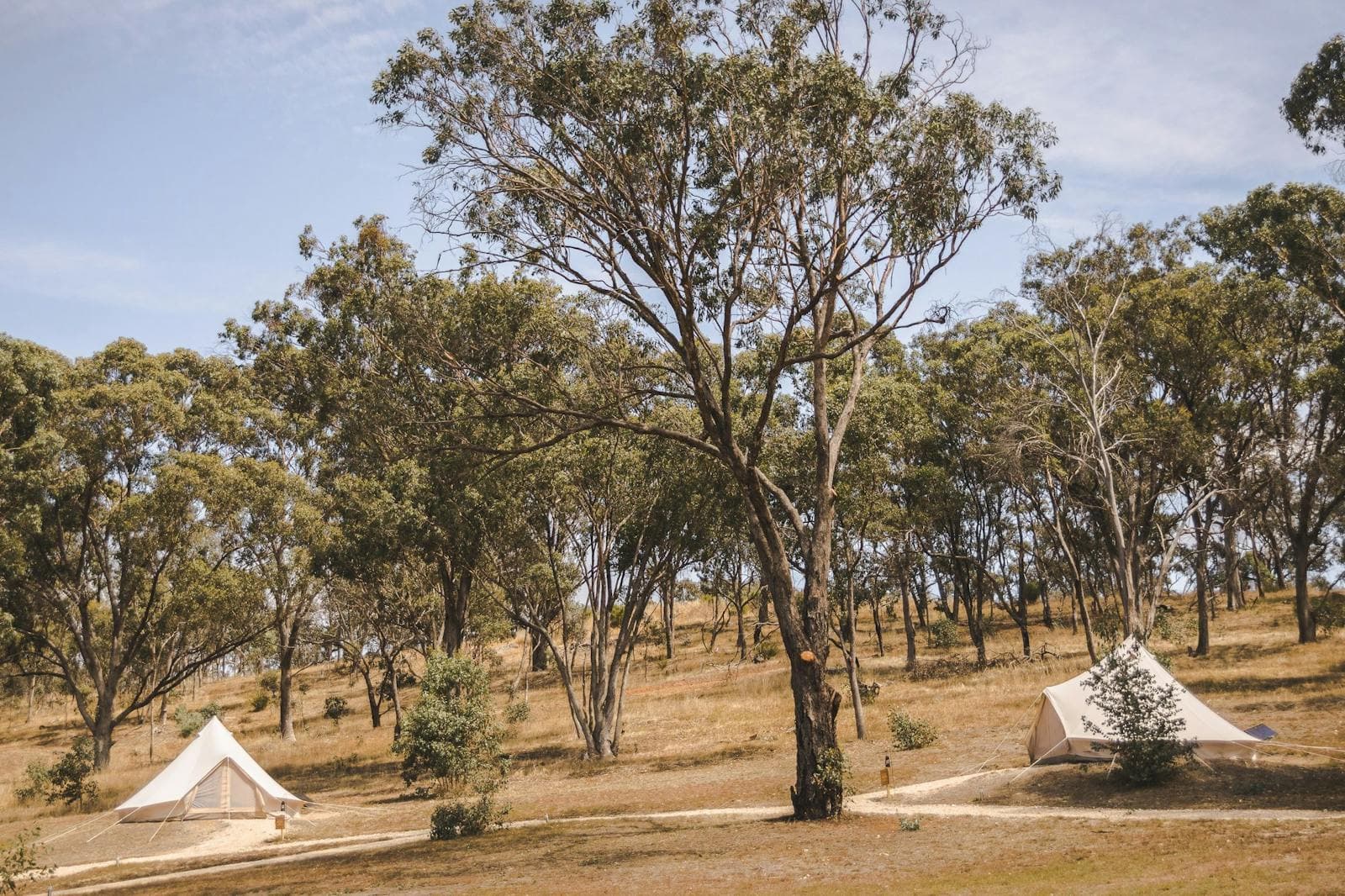 Luxe tents spaced out through the gum trees on the North End of the campsite